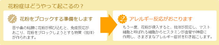 花粉症はどうやって起こるの?