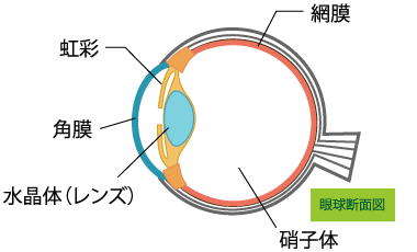 眼球断面図